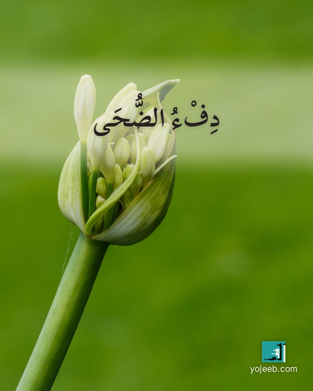 بطاقة الضحى على صورة زهور — دفء الضحى