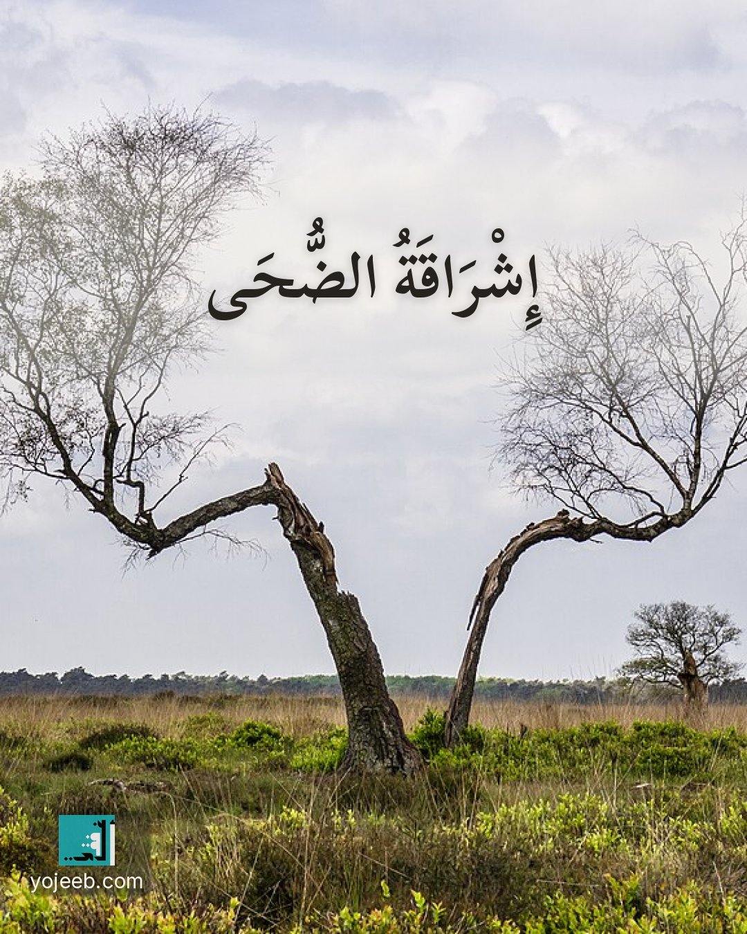 بطاقة الضحى على صورة شجرة — إشراقة الضحى