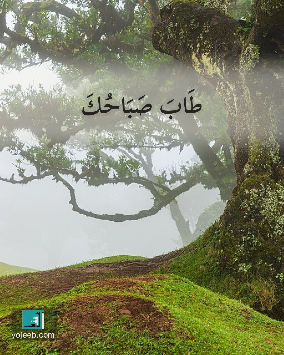 بطاقة صباح الخير على صورة غابة — طاب صباحك