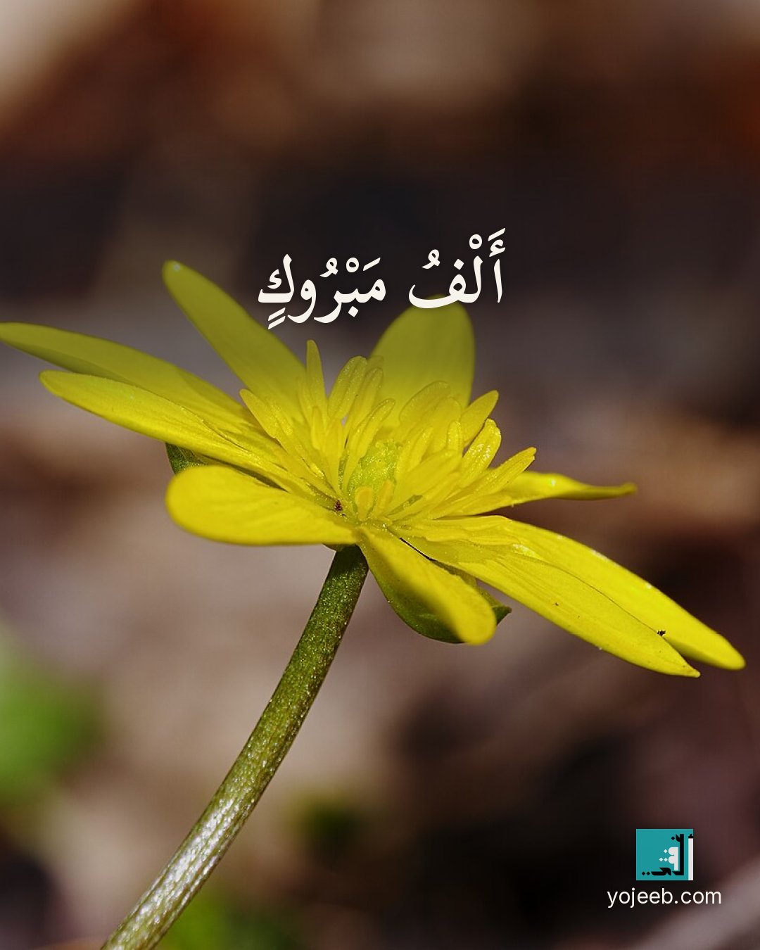 بطاقة تهنئة على صورة زهور — ألف مبروك