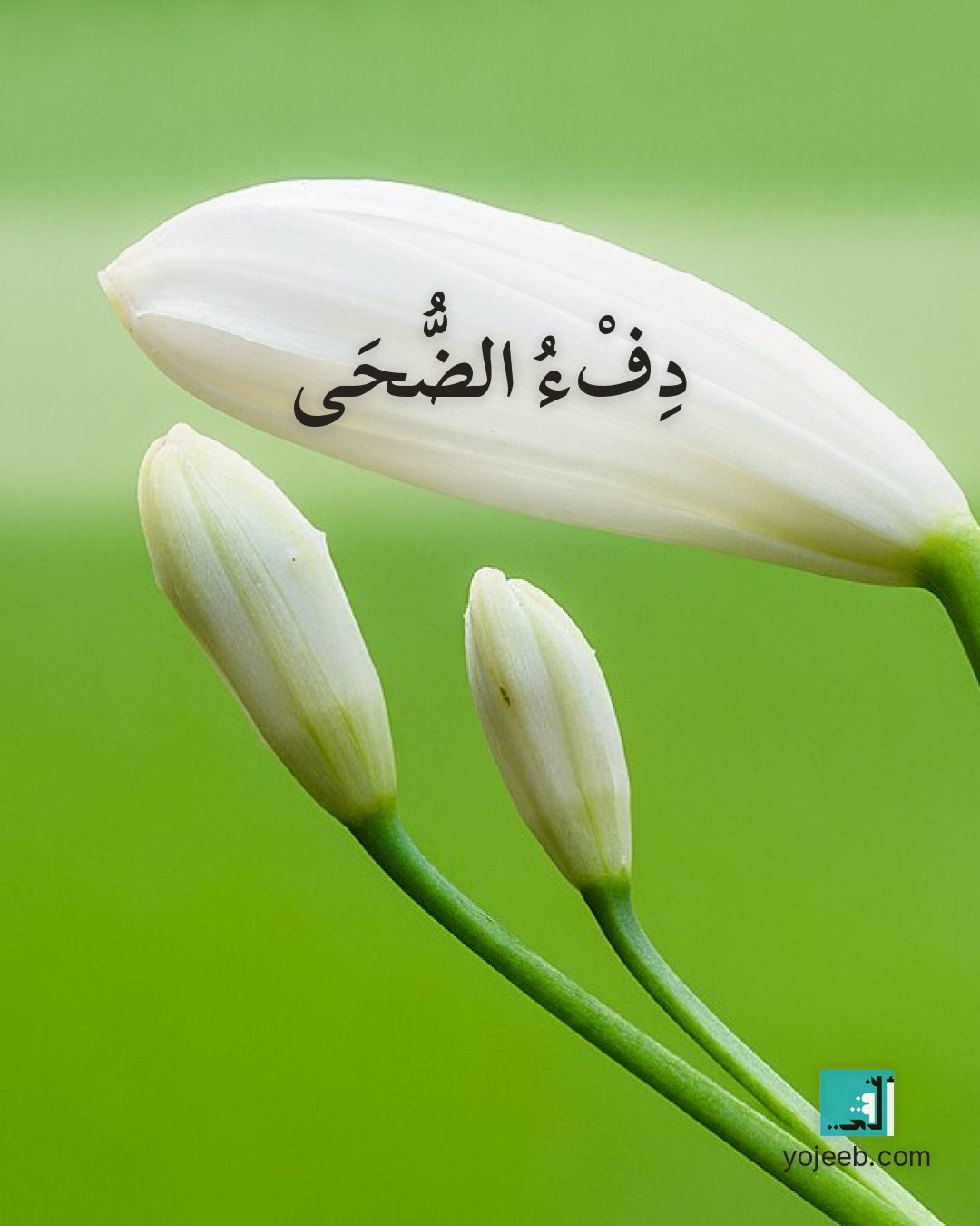 بطاقة الضحى على صورة زهور — دفء الضحى