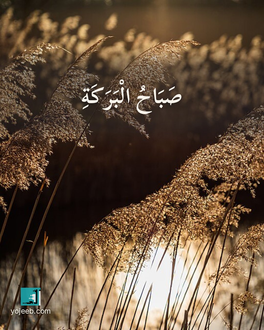 بطاقة صباح الخير — صباح البركة