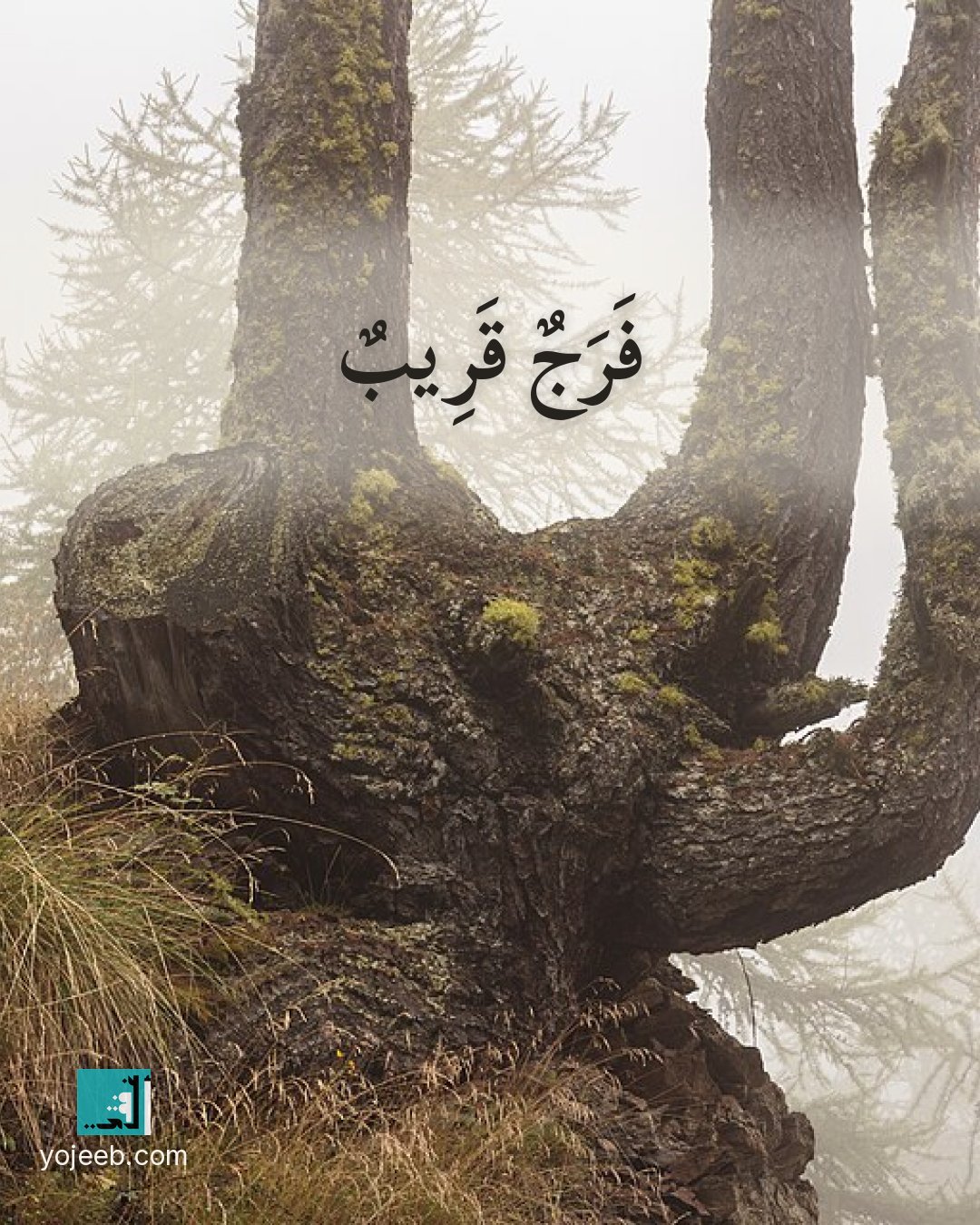 بطاقة آيات تريح القلب على صورة شجرة — فرج قريب
