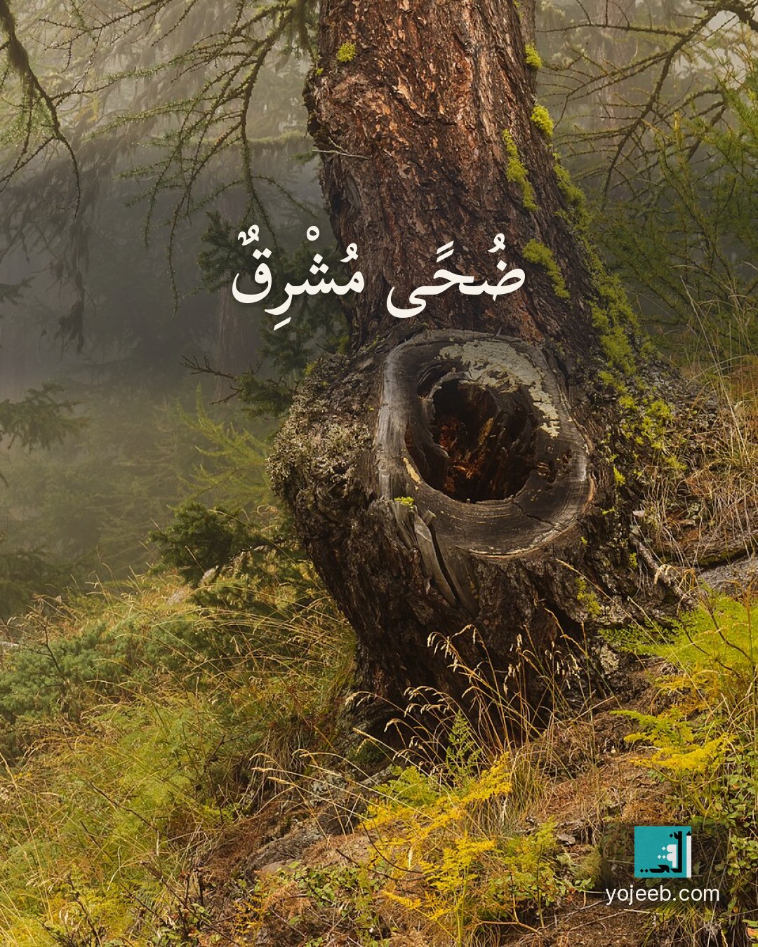 بطاقة الضحى على صورة شجرة — ضحى مشرق