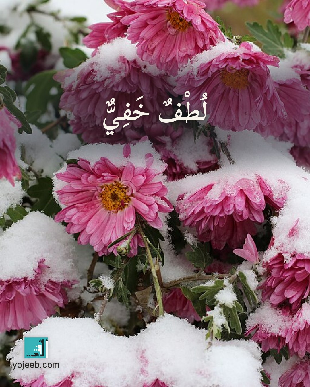 بطاقة آيات تريح القلب — لطف خفي