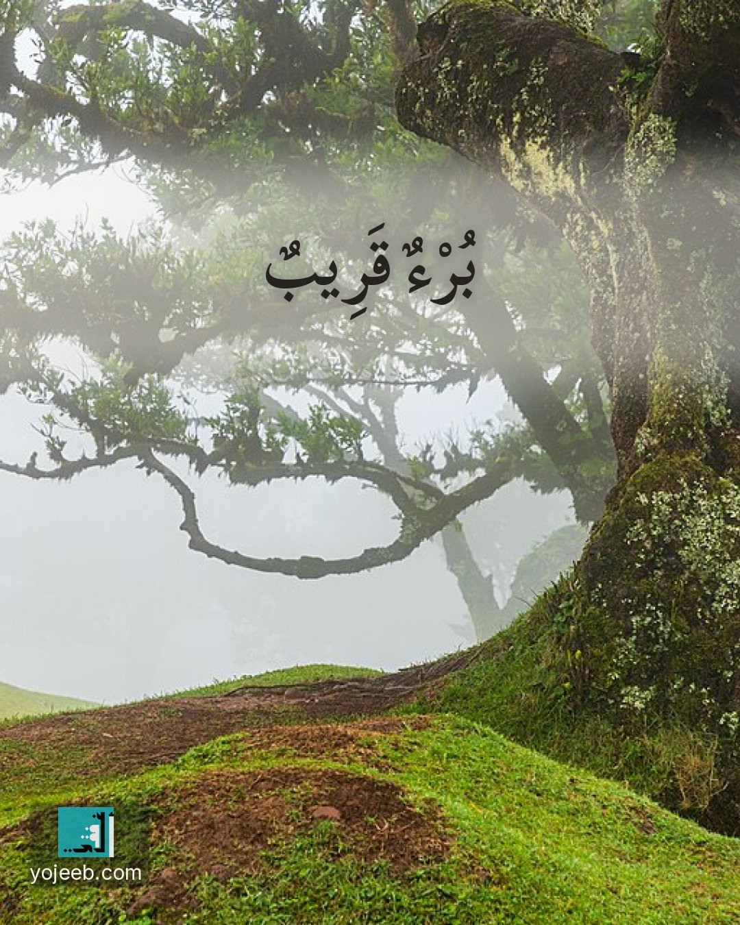 بطاقة دعاء للمريض على صورة غابة — برء قريب