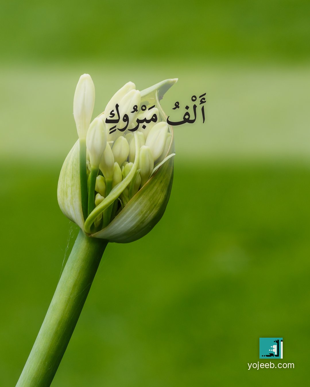 بطاقة تهنئة على صورة زهور — ألف مبروك
