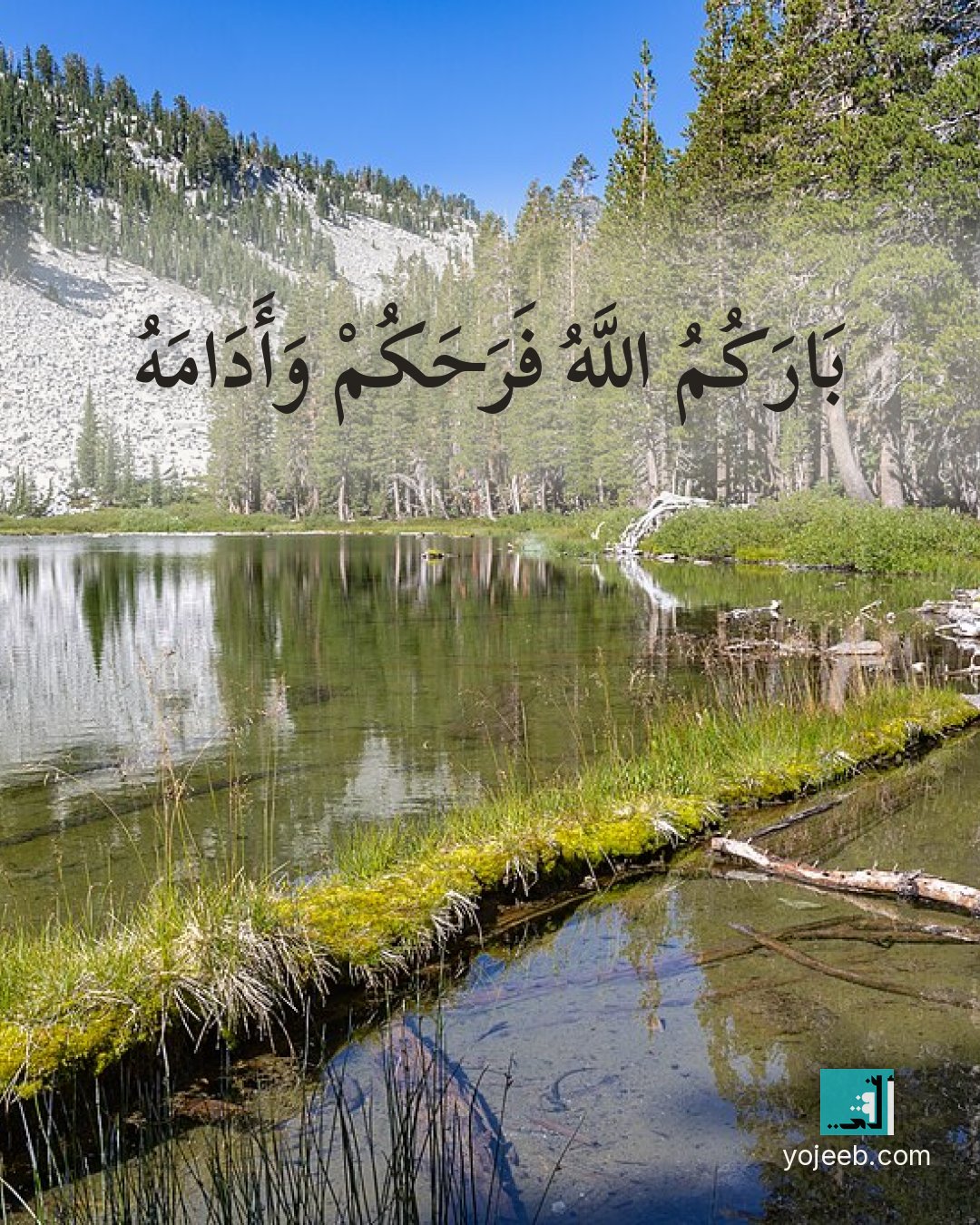 بطاقة تهنئة على صورة غابة — بارك الله فرحكم وأدامه