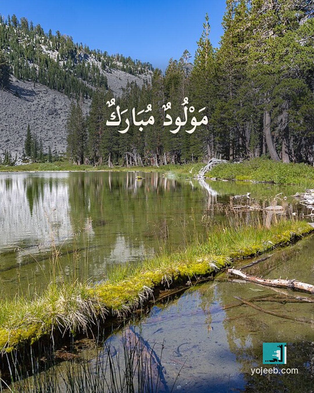 بطاقة تهنئة بالمولود على صورة غابة — مولود مبارك