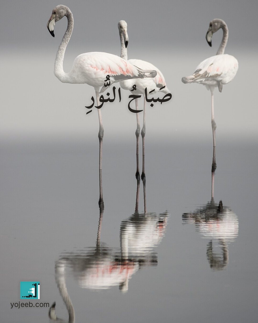 بطاقة صباح الخير على صورة طبيعة خلابة — صباح النور
