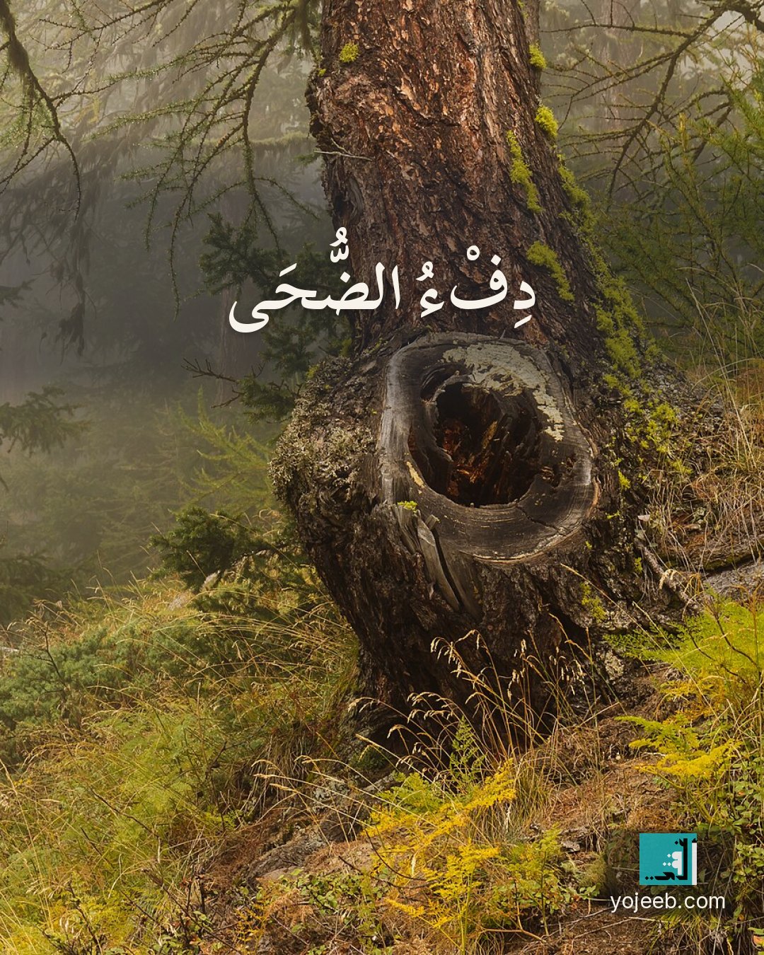 بطاقة الضحى على صورة شجرة — دفء الضحى