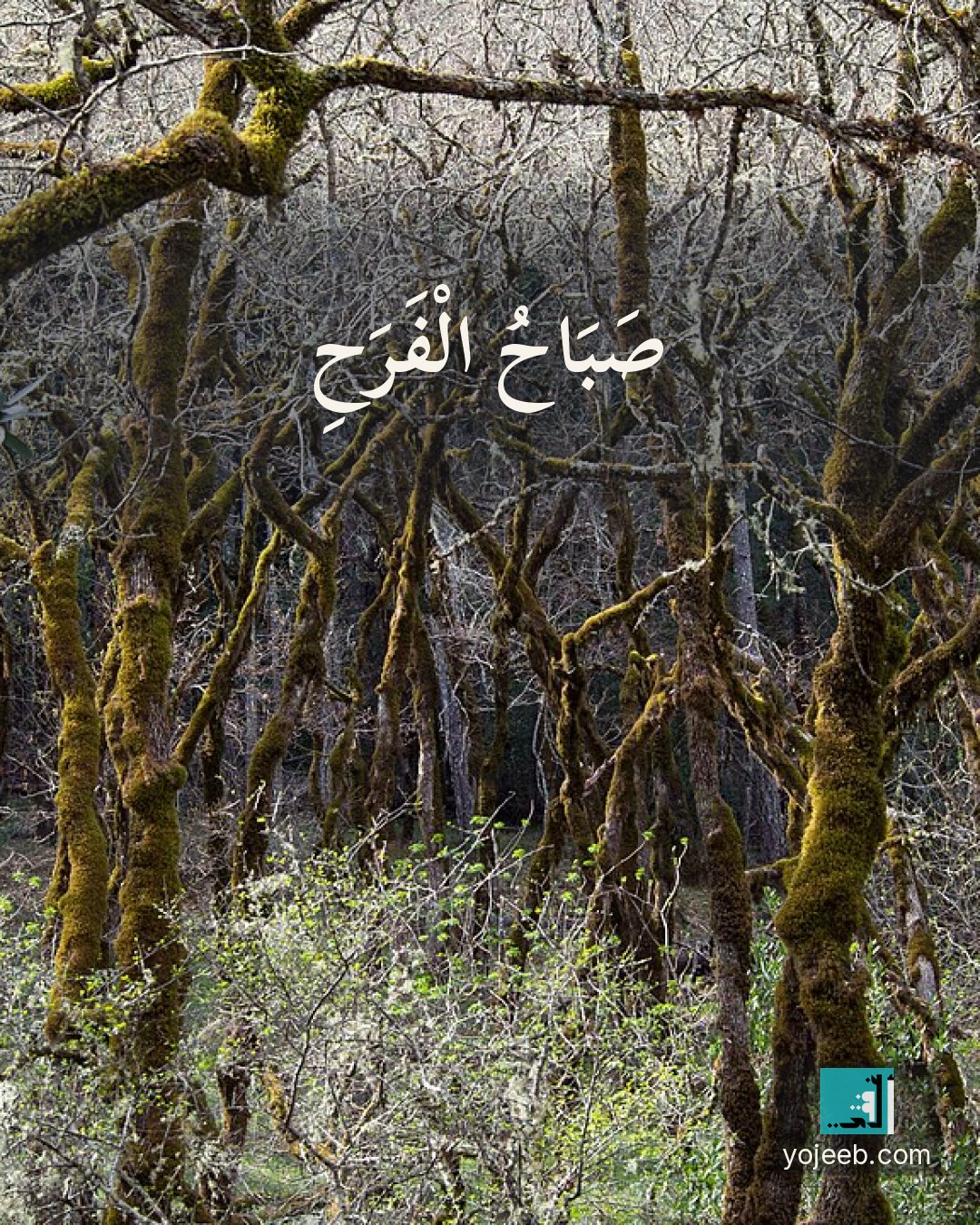 بطاقة صباح الخير — صباح الفرح
