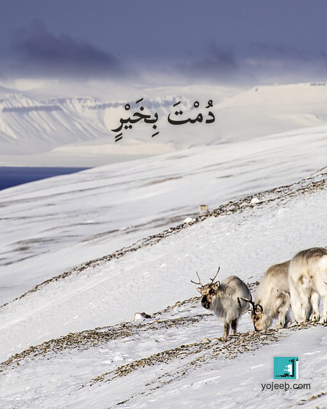 بطاقة آيات تريح القلب — دمت بخير