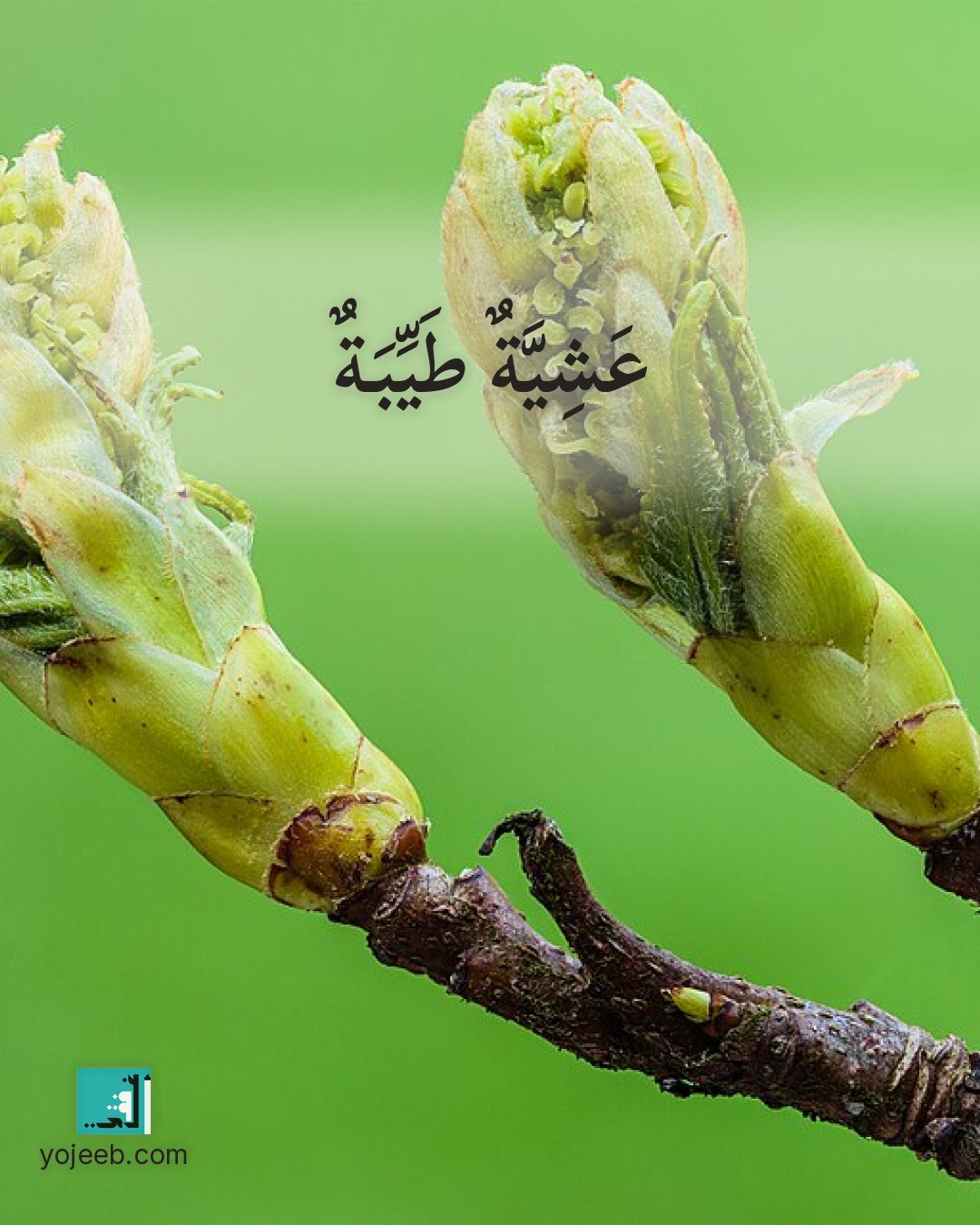 بطاقة دعاء على صورة شجرة — عشية طيبة