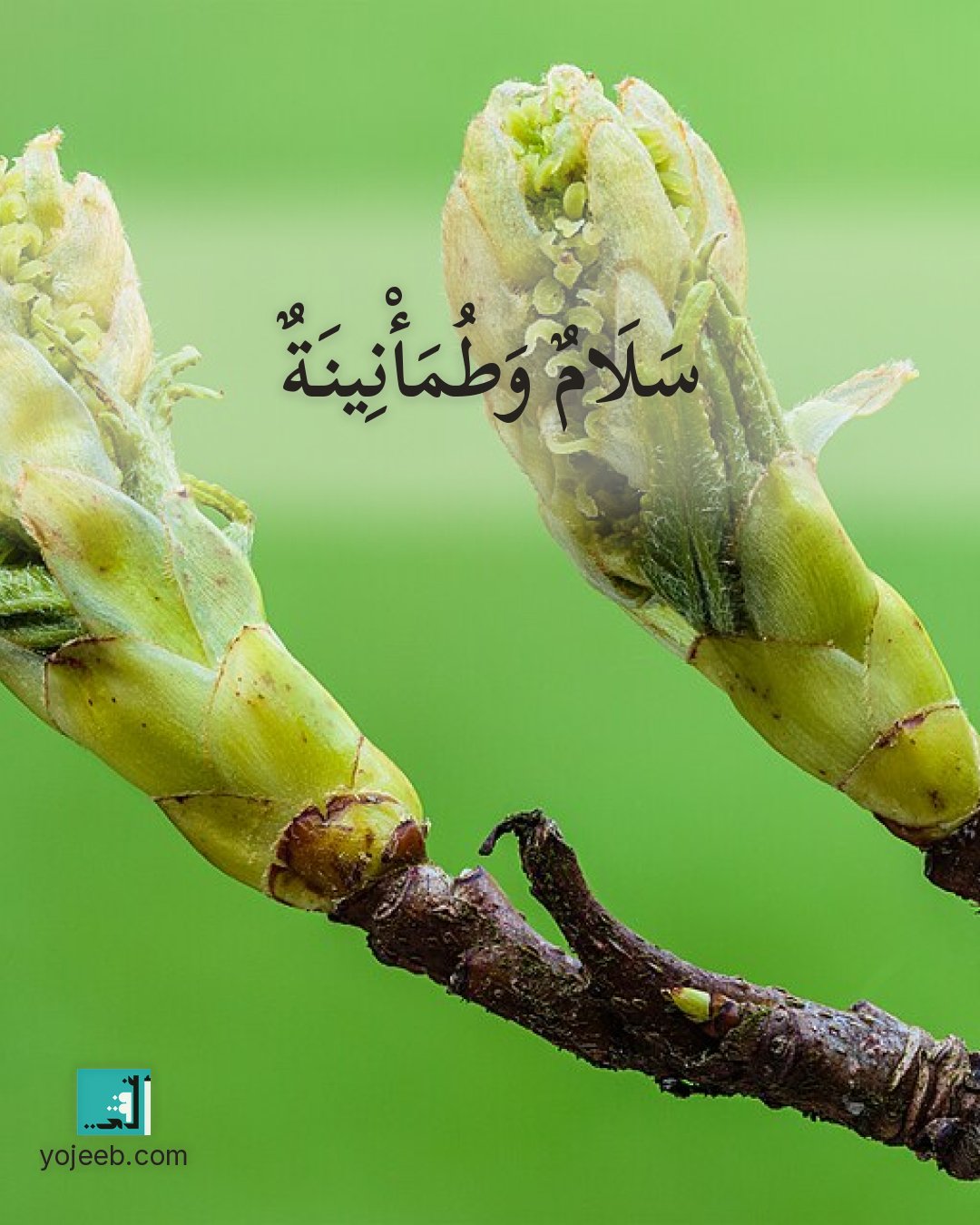 بطاقة آيات تريح القلب على صورة شجرة — سلام وطمأنينة