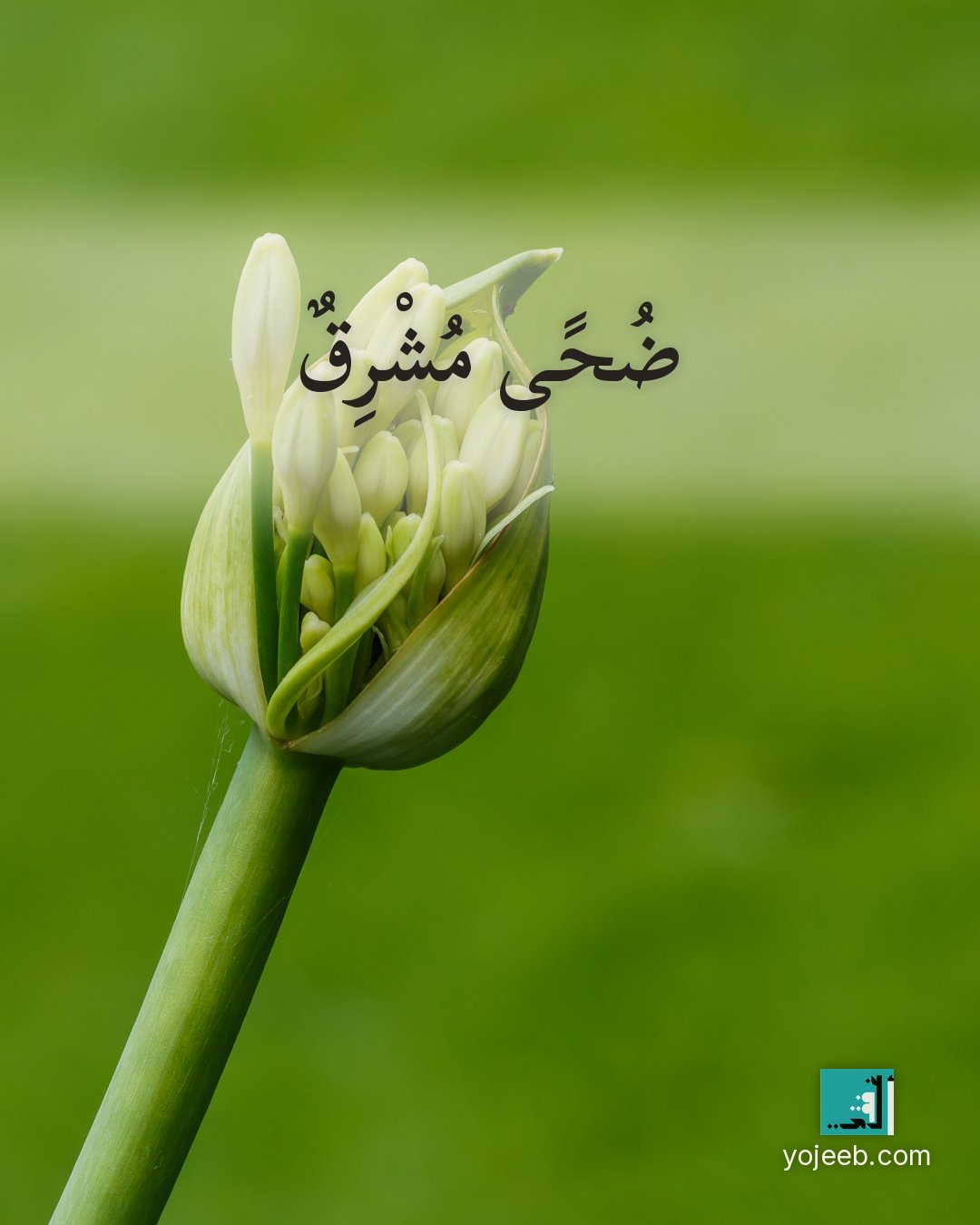 بطاقة الضحى على صورة زهور — ضحى مشرق