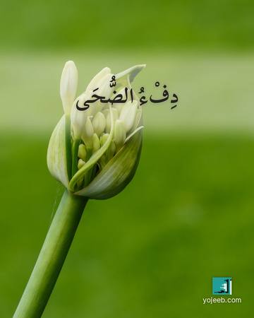 بطاقة الضحى — دفء الضحى