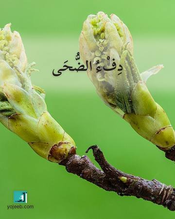 بطاقة الضحى — دفء الضحى