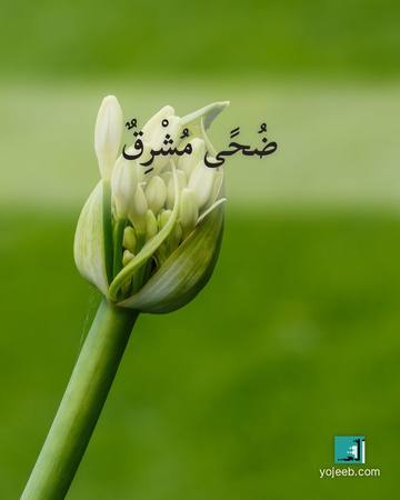 بطاقة الضحى — ضحى مشرق